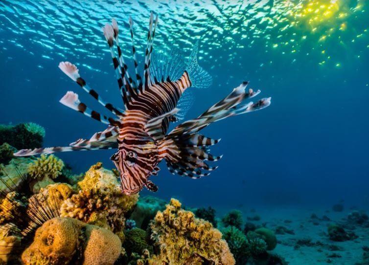 Diving Package Curacao
