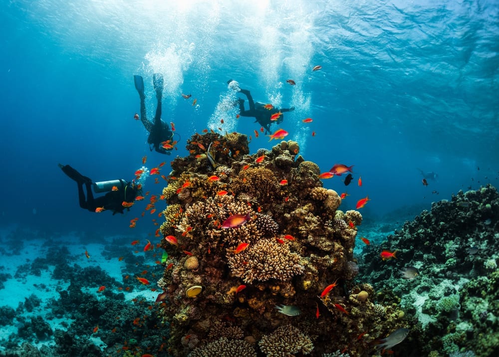 Tropical Fish